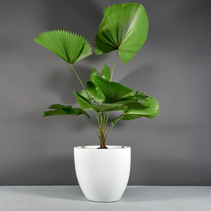 Imported Hand Crafted Ceramic White Pot and Vase